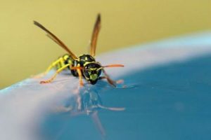 Lire la suite à propos de l’article Répulsifs à insectes pour piscine
