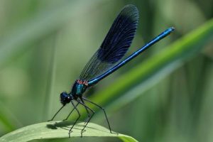 Lire la suite à propos de l’article Piscine béton monobloc : un atout pour la biodiversité !